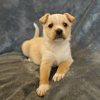 Jack Russell Terrier and Mixed Breed Dogs Available for Adoption - Cocoa Pup- Haverly | PetCurious