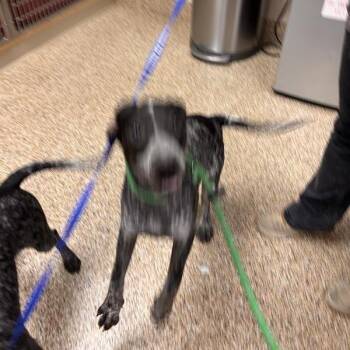 German Shorthaired Pointer and Cattle Dog Dogs Available for Adoption in Tempe, Arizona - Sharlene Stacy | PetCurious