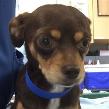 LITTLE MAN -  Chihuahua and Mixed Breed Dog for Adoption in Riverside, California - LITTLE MAN | PetCurious
