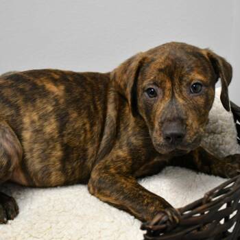 Somebody Fan Me -  Pit Bull Terrier Dog for Adoption in Beaumont, Texas - Somebody Fan Me | PetCurious