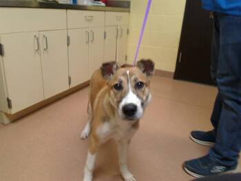 Collie and Mixed Breed Dogs Available for Adoption in Cookeville, Tennessee - DEJA | PetCurious