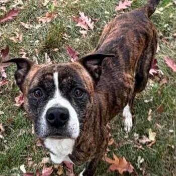 Loki -  Boxer Dog for Adoption in Fenton, Michigan - Loki | PetCurious