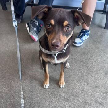 Maui -  Chihuahua Dog for Adoption in Kingman, Arizona - Maui | PetCurious