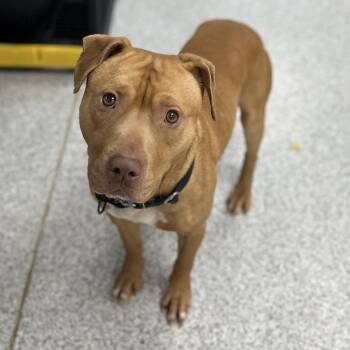 Rescue Mixed Breed Dogs for Adoption in Youngstown, Ohio - Booker | PetCurious
