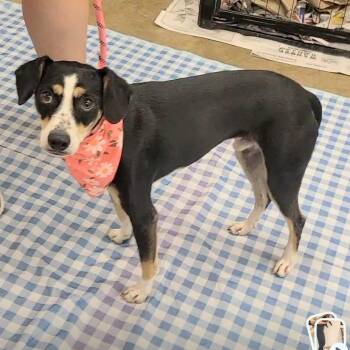 Macaroni -  Miniature Pinscher Dog for Adoption in Woolwich, Maine - Macaroni | PetCurious