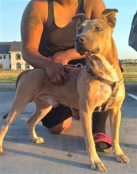 Rescue Pit Bull Terrier Dogs for Adoption in San Antonio, Texas - BUSTER | PetCurious