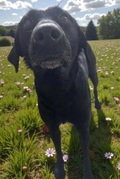 Labrador Retriever Dogs Available for Adoption - Gucci | PetCurious