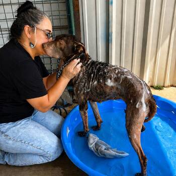 Mercy -  Chocolate Labrador Retriever Dog for Adoption in Mount Pleasant, Texas - Mercy | PetCurious