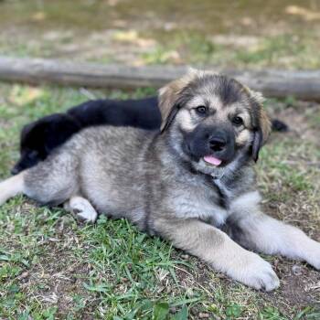 Great Pyrenees and Labrador Retriever Dogs Available for Adoption in Fayetteville, Georgia - Arwen | PetCurious
