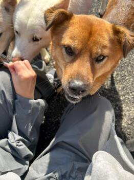 Rescue Border Collie Dogs for Adoption in Johns Creek, Georgia - Lucky | PetCurious