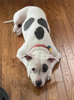 Terrier Dogs Available for Adoption in Herndon, Virginia - Princess Baby | PetCurious