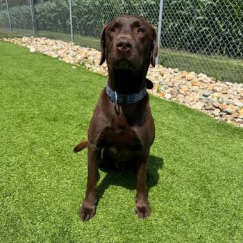 Timber -  Chocolate Labrador Retriever Dog for Adoption - Timber | PetCurious