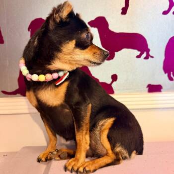 Tokyo -  Miniature Pinscher and Chihuahua Dog for Adoption in Los Angeles, California - Tokyo | PetCurious