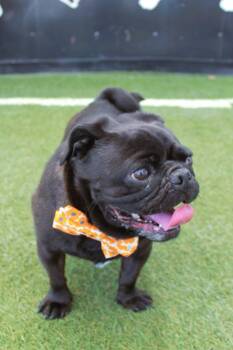 Herro -  Pug Dog for Adoption in Gardena, California - Herro | PetCurious