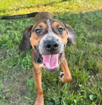 Phillips 66 -  Mixed Breed Dog for Adoption in Effingham, Illinois - Phillips 66 | PetCurious