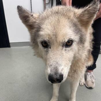 Nike -  Husky Dog for Adoption in Abilene, Texas - Nike | PetCurious