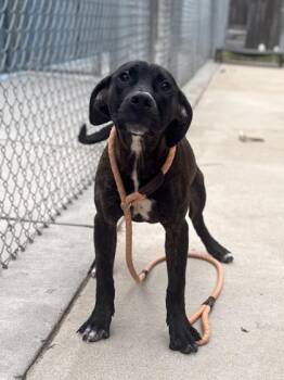 Pit Bull Terrier and Mixed Breed Dogs Available for Adoption in King William, Virginia - Jelly Paw | PetCurious
