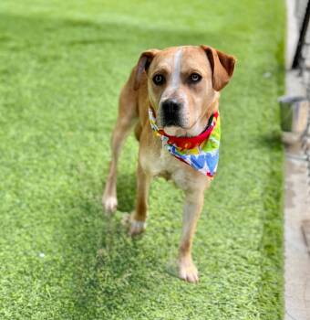General -  Mixed Breed Dog Available for Adoption in Ellijay, Georgia - General | PetCurious