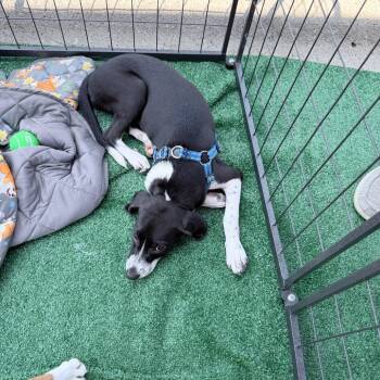 Buffy -  Beagle and Mixed Breed Dog for Adoption in Homewood, Illinois - Buffy | PetCurious