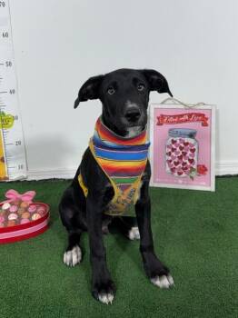 Jojo-One of our Amazing Rescue Dogs -  Labrador Retriever and Terrier Dog for Adoption in Carlsbad, California - Jojo-One Of Our Amazing Rescue Dogs | PetCurious