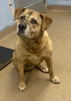Mixed Breed Dogs Available for Adoption in Chamblee, Georgia - Rayna | PetCurious