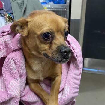 BEAR -  Chihuahua Dog for Adoption in Modesto, California - BEAR | PetCurious