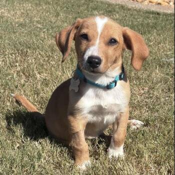 Karmel -  Dachshund and Australian Cattle Dog Blue Heeler Dog for Adoption in Pelham, New Hampshire - Karmel | PetCurious