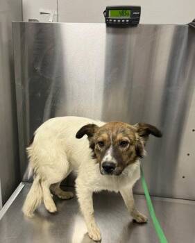 Finn -  Mixed Breed Dog for Adoption in Fresno, California - Finn | PetCurious