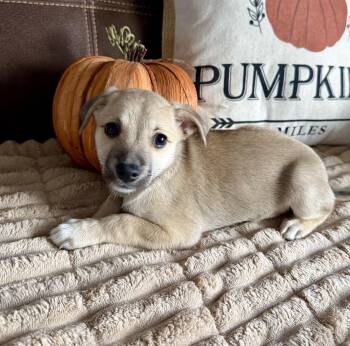 Hazlenut -  Chihuahua Dog for Adoption in Greenlawn, New York - Hazlenut | PetCurious