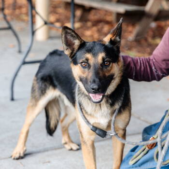 Rescue German Shepherd Dog Dogs for Adoption in Oakland, California - Soybean | PetCurious