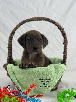Labrador Retriever and Catahoula Leopard Dog Dogs Available for Adoption - Mint Chip The Lab Mix Puppy | PetCurious