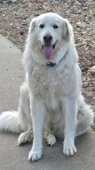 Great Pyrenees and Golden Retriever Dogs Available for Adoption in New Baltimore, Michigan - Bokchoy | PetCurious