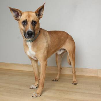 Tucker D69746 -  Labrador Retriever and Terrier Dog for Adoption in Minnetonka, Minnesota - Tucker D69746 | PetCurious
