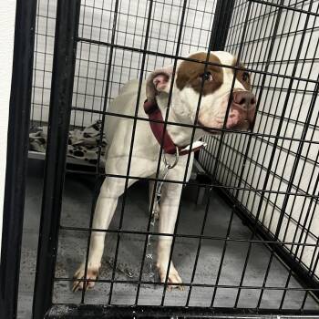 Terrier Dogs Available for Adoption in St. Louis, Missouri - Benita | PetCurious