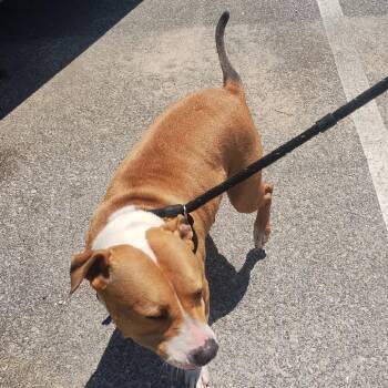 Cleo 7055 -  Mixed Breed Dog for Adoption in Loxahatchee Groves, Florida - Cleo 7055 | PetCurious