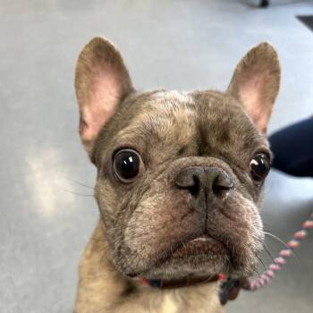 Twix -  French Bulldog Dog for Adoption in Hawthorne, California - Twix | PetCurious