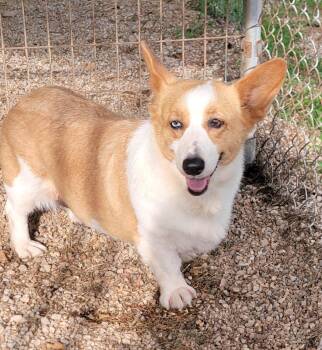 Rescue Pembroke Welsh Corgi Dogs for Adoption in Catlettsburg, Kentucky - Shania | PetCurious