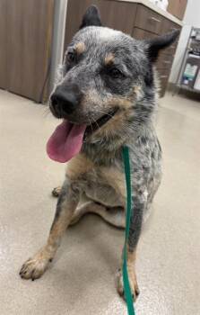 AUSTIN -  Australian Cattle Dog Blue Heeler and Australian Shepherd Dog for Adoption in Baytown, Texas - AUSTIN | PetCurious
