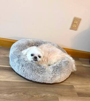 Maggie -  Shih Tzu Dog for Adoption in Bloomington, Illinois - Maggie | PetCurious