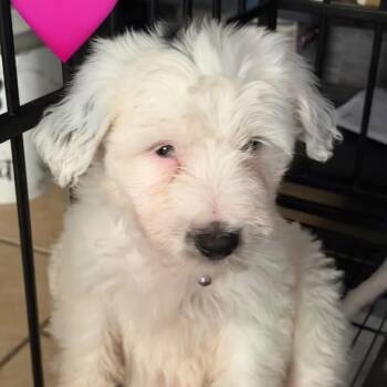 Brownie -  Border Collie Dog for Adoption in Yuma, Arizona - Brownie | PetCurious