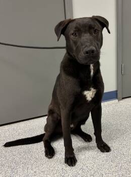 Rescue Labrador Retriever Dogs for Adoption in Bartlesville, Oklahoma - River | PetCurious