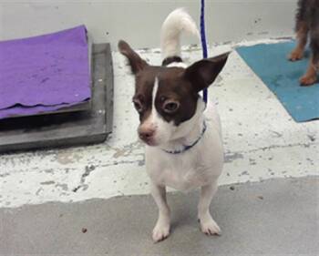 Chihuahua and Mixed Breed Dogs Available for Adoption in Houston, Texas - MOOKIE | PetCurious