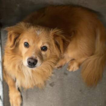 Ren A2281155 -  Chihuahua Dog for Adoption in Middletown, New York - Ren A2281155 | PetCurious