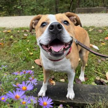 Ozzy -  American Staffordshire Terrier and Mixed Breed Dog Available for Adoption in Lynchburg, Virginia - Ozzy | PetCurious