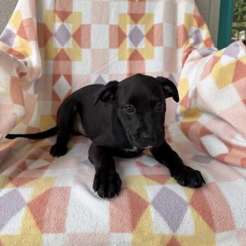 Canada Tux -  Labrador Retriever and Mixed Breed Dog for Adoption in Carencro, Louisiana - Canada Tux | PetCurious
