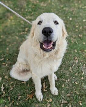 Rescue Great Pyrenees Dogs for Adoption in Tacoma, Washington - Warren | PetCurious