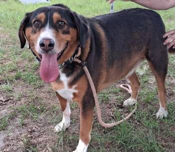 Greater Swiss Mountain Dog and Mixed Breed Dogs Available for Adoption in Ocala, Florida - JAX | PetCurious