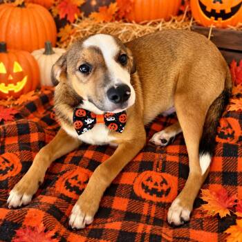Backstreet Boy -  Mixed Breed Dog for Adoption in Binghamton, New York - Backstreet Boy | PetCurious