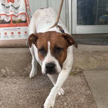 Latte -  Pit Bull Terrier and Mixed Breed Dog for Adoption in Stephenville, Texas - Latte | PetCurious