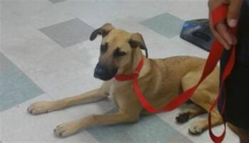 A479897 -  German Shepherd Dog Dog for Adoption in Oklahoma City, Oklahoma - A479897 | PetCurious